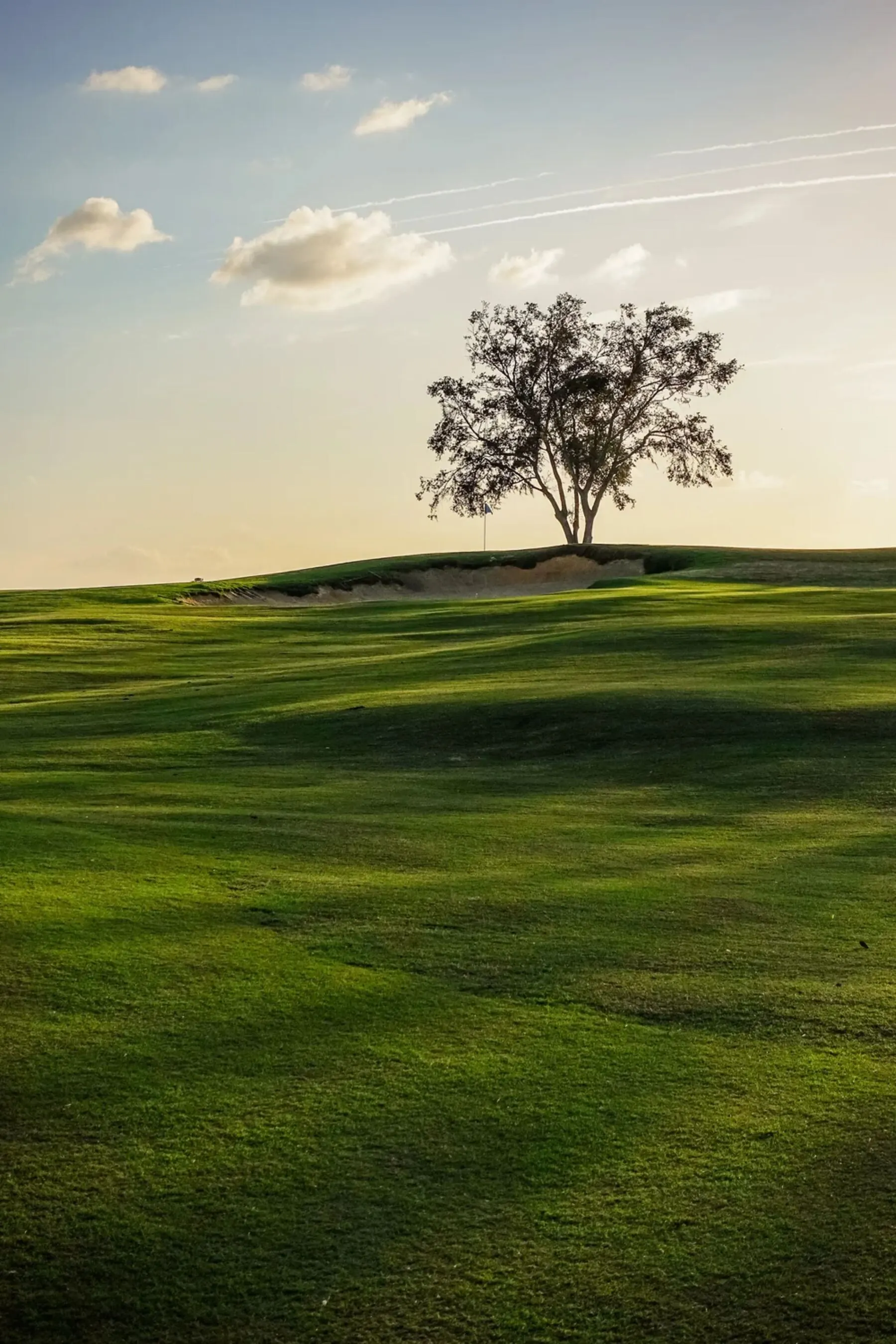 Solitary tree silhouette at Cabot Citrus Farms at golden hour